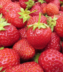 Jahodník Polka - Fragaria ananassa - prostokořenná sazenice jahodníku - 3 ks