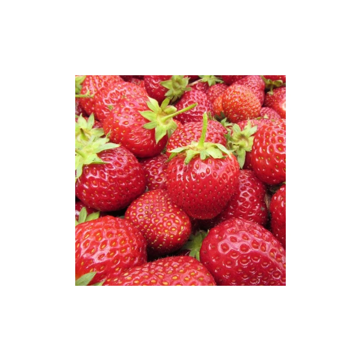 Jahodník Polka - Fragaria ananassa - prostokořenná sazenice jahodníku - 3 ks