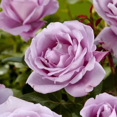 Růže velkokvětá keřová pnoucí fialová - Rosa - prostokořenná sazenice růže - 1 ks