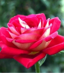 Růže velkokvětá keřová červenobílá - Rosa - prostokořenná sazenice růže - 1 ks