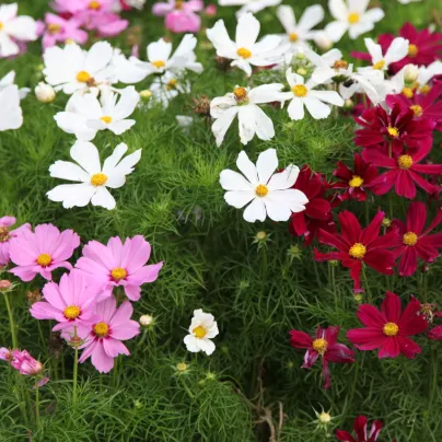 BIO Krásenka směs barev - Cosmos bipinatus - bio osivo krásenky - 20 ks