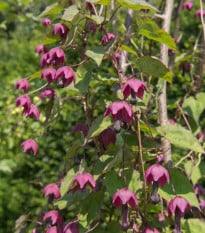 Rodochiton Purple Bells - Rhodochiton atrosanguineus - osivo rodochitonu - 6 ks