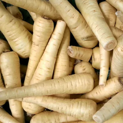 Pastiňák Kamo - Pastinaca sativa - osivo pastiňáku - 200 ks