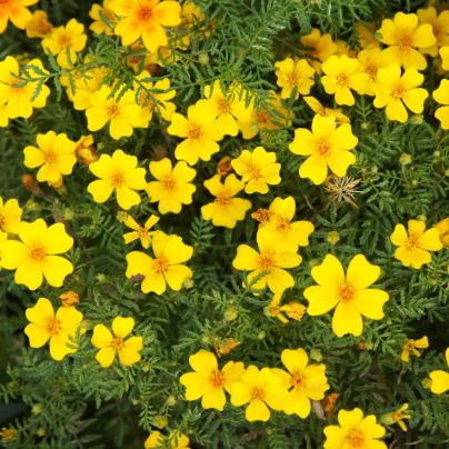 BIO Aksamitník tenkolistý Lemon Gem - Tagetes tenuifolia - bio osivo aksamitníku - 0,02 g