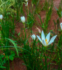 Dešťová lilie bílá - Zephyrantes candida - cibulky lilie - 3 ks