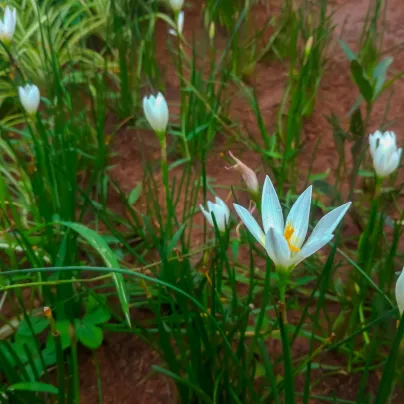 Dešťová lilie bílá - Zephyrantes candida - cibulky lilie - 3 ks
