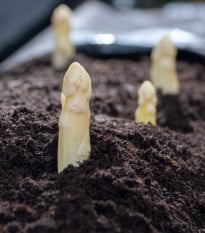 Chřest lékařský Argenteuil k bělení - Asparagus officinalis - osivo chřestu - 30 ks