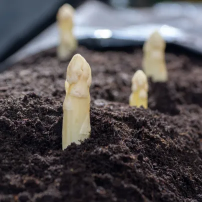 Chřest lékařský Argenteuil k bělení - Asparagus officinalis - osivo chřestu - 30 ks