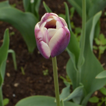 Sadba Tulipanu () Sadba Tulipanu