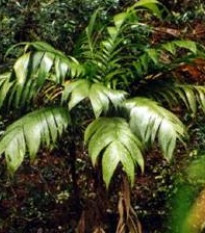 Palma mexická - Geonomma Interrupta - osivo palmy - 5 ks