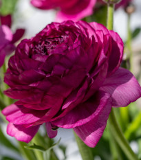 Pryskyřník plnokvětý Tomer Purple - Ranunculus asiaticus - hlízy pryskyřníků - 3 ks