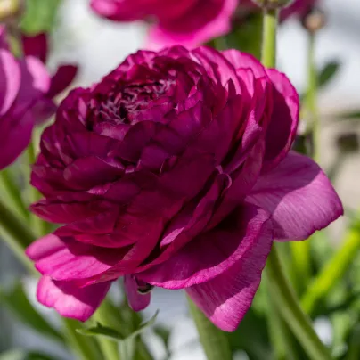Pryskyřník plnokvětý Tomer Purple - Ranunculus asiaticus - hlízy pryskyřníků - 3 ks