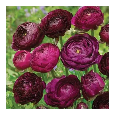 Pryskyřník plnokvětý Tomer Purple - Ranunculus asiaticus - hlízy pryskyřníků - 3 ks