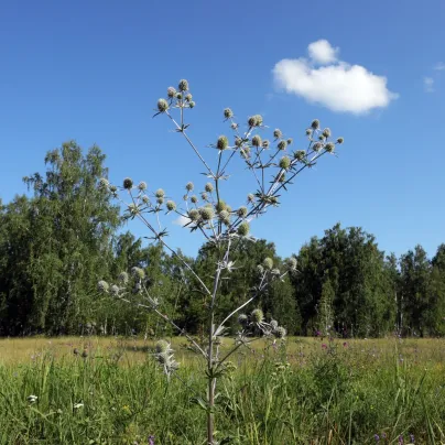 Máčka bílá White glitter - Eryngium planum - osivo máčky - 20 ks