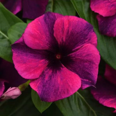 Barvínek Tatoo Black Cherry - Catharanthus roseus - osivo barvínku - 30 ks