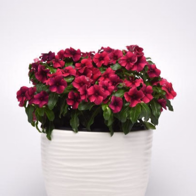 Barvínek Tatoo Black Cherry - Catharanthus roseus - osivo barvínku - 30 ks