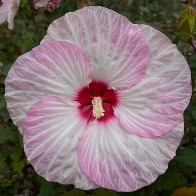 Ibišek bahenní Nippon Blush F1 - Hibiscus moscheutos - osivo ibišku - 5 ks
