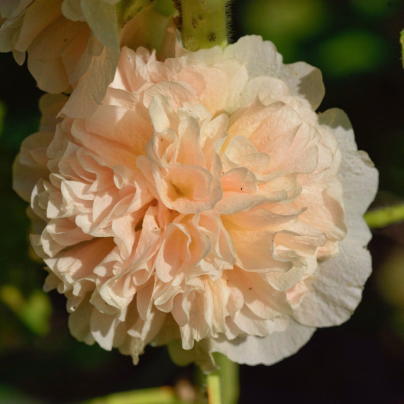 Topolovka Chaters Apricot - Alcea rosea - osivo topolovky - 8 ks