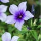Plaménka Dolly F1 Sky Blue - Phlox drummondii - osiva plaménky - 50 ks