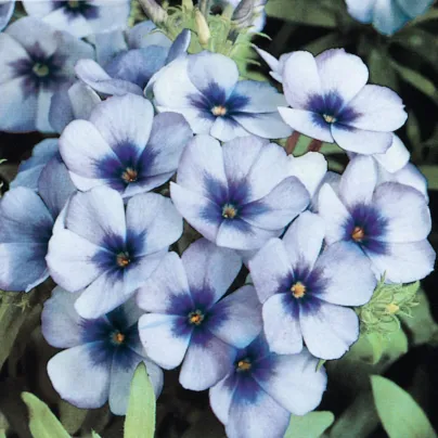 Plaménka Dolly F1 Sky Blue - Phlox drummondii - osiva plaménky - 50 ks