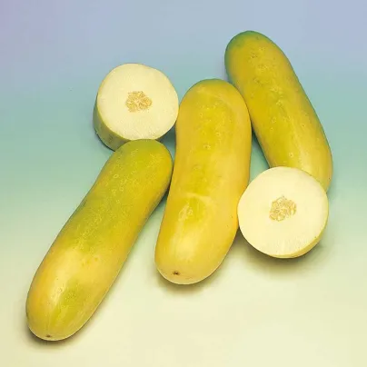 Okurka salátová Travito F1 - Cucumis sativus - osivo okurky - 10 ks