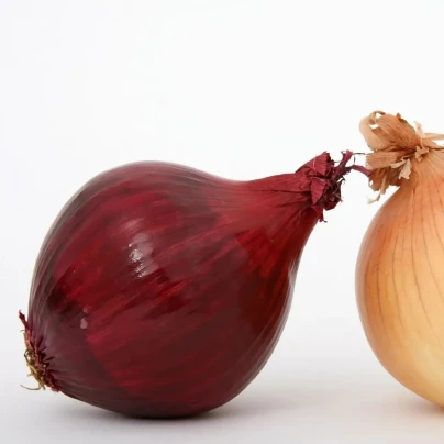 Cibule sazečka Romy - Allium Rosanna - cibulky sazečky - 250 g