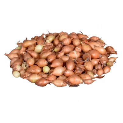 Cibule sazečka Hercules - Allium cepa - cibulky sazečky - 500 g