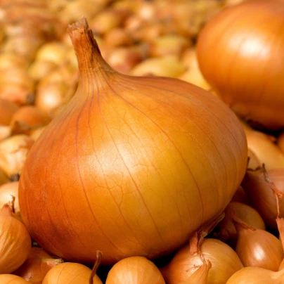 Cibule sazečka Hercules - Allium cepa - cibulky sazečky - 500 g
