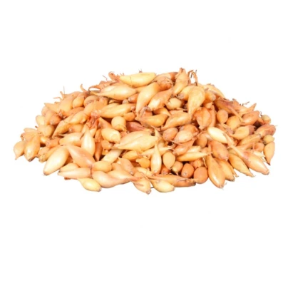 Cibule sazečka Birnformige - Allium cepa - cibulky sazečky - 500 g