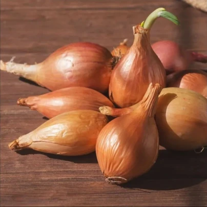 Cibule sazečka Birnformige - Allium cepa - cibulky sazečky - 250 g