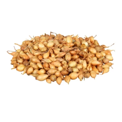 Cibule sazečka Sturon - Allium cepa - cibulky sazečky - 250 g