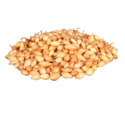 Cibule sazečka Corrado F1 - Allium cepa - cibulky sazečky - 250 g