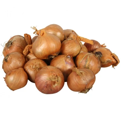 Cibule šalotka Red Sun - Allium cepa - cibule sazečky - 250 g