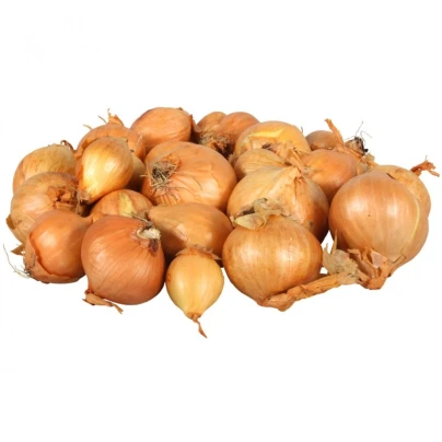 Cibule šalotka Golden Gourmet - Allium cepa - cibule šalotky - 500 g