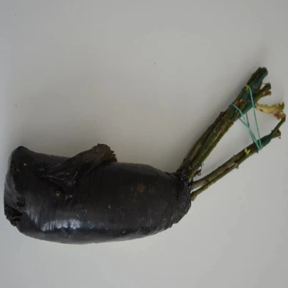 Růže velkokvětá keřová fialová - Rosa - prostokořenná sazenice růže - 1 ks