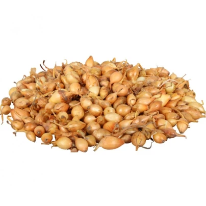 Cibule sazečka Všetana - Allium cepa - cibulky sazečky - 500 g
