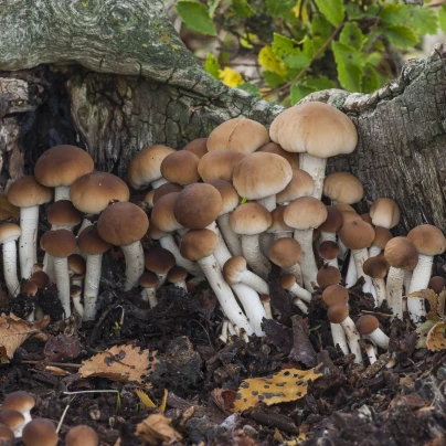 Polnička topolová - Agrocybe aegerita - sadba - 1 ks