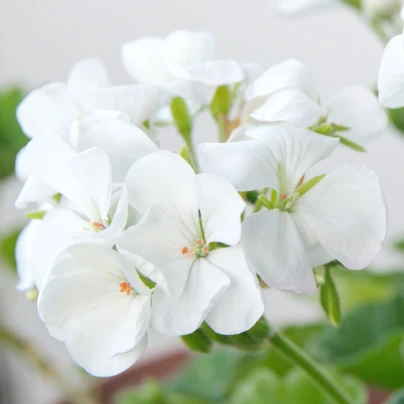Muškát páskatý Blanka F1 - Pelargonium zonale - osivo muškátu - 6 ks