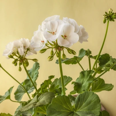 Muškát páskatý Blanka F1 - Pelargonium zonale - osivo muškátu - 6 ks
