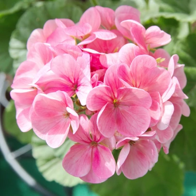 Muškát páskatý Jarka F1 - Pelargonium zonale - osivo muškátu - 6 ks