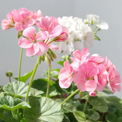 Muškát páskatý Jarka F1 - Pelargonium zonale - osivo muškátu - 6 ks