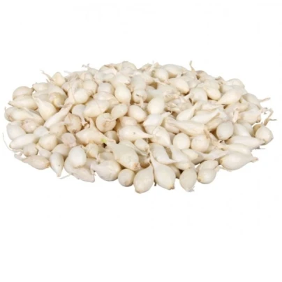 Cibule sazečka Snowball - Allium cepa - cibulky sazečky - 500 g