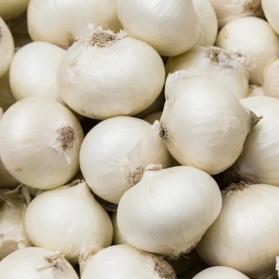 Cibule sazečka Snowball - Allium cepa - cibulky sazečky - 500 g