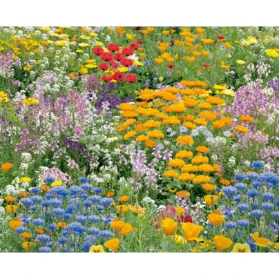 Květinová směs - Nízké letní květy - osivo Kiepenkerl - 1ks