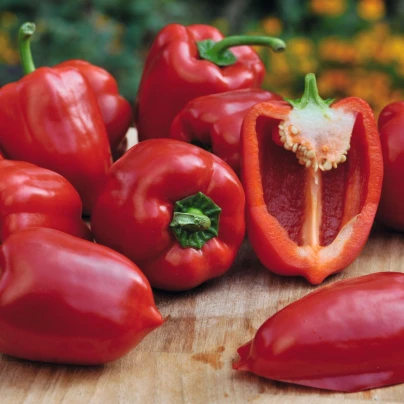 Paprika balkonová Almira Midi Red F1 - Capsicum annuum - osivo papriky - 5 ks