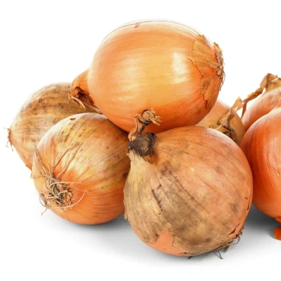 BIO Cibule šalotka Red Sun - Allium cepa - bio cibulky šalotky - 10 ks