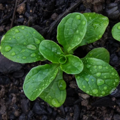 Salát Miro - výsevný pásek - 1 ks