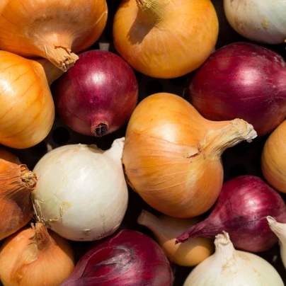 Cibule trio Hylander, Romy a Honeymoon - výsevný pásek - 1 ks