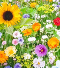 Květinová směs - Bird Buffet - osivo Kiepenkerl - 1 ks