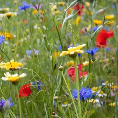 Květinová směs - Hmyzí ráj - osivo Kiepenkerl - 1 ks